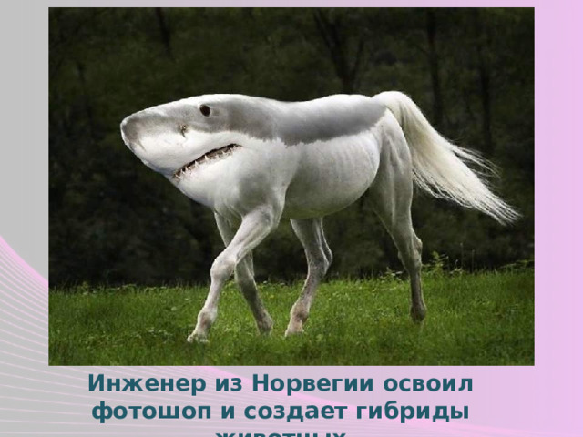 Инженер из Норвегии освоил фотошоп и создает гибриды животных 