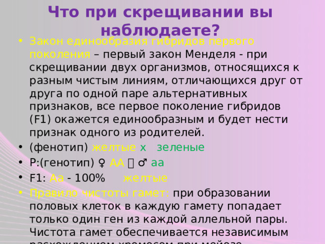 Что при скрещивании вы наблюдаете? Закон единообразия гибридов первого поколения – первый закон Менделя - при скрещивании двух организмов, относящихся к разным чистым линиям, отличающихся друг от друга по одной паре альтернативных признаков, все первое поколение гибридов (F1) окажется единообразным и будет нести признак одного из родителей. (фенотип) желтые  x зеленые Р:(генотип) ♀ АА  ♂ аа F1: Аа - 100% желтые Правило чистоты гамет: при образовании половых клеток в каждую гамету попадает только один ген из каждой аллельной пары. Чистота гамет обеспечивается независимым расхождением хромосом при мейозе 