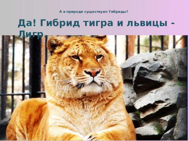 А в природе существуют Гибриды?   Да! Гибрид тигра и львицы - Лигр. 