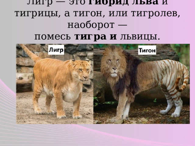 Лигр — это  гибрид   льва  и тигрицы, а тигон, или тигролев, наоборот — помесь  тигра   и  львицы. 