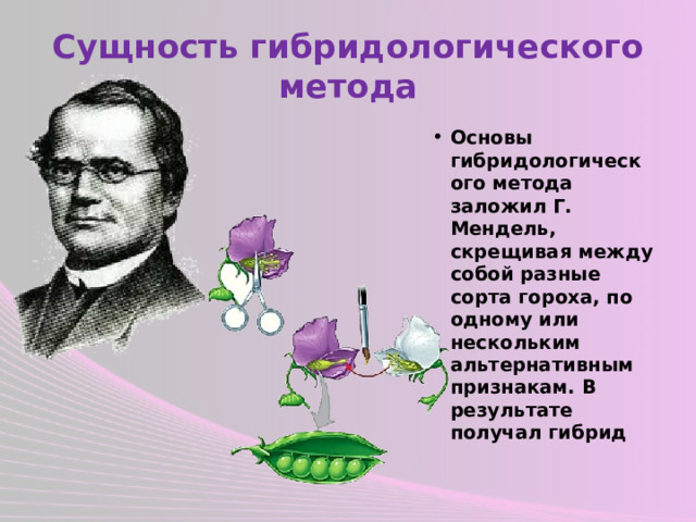 Сущность гибридологического метода Основы гибридологического метода заложил Г. Мендель, скрещивая между собой разные сорта гороха, по одному или нескольким альтернативным признакам. В результате получал гибрид 