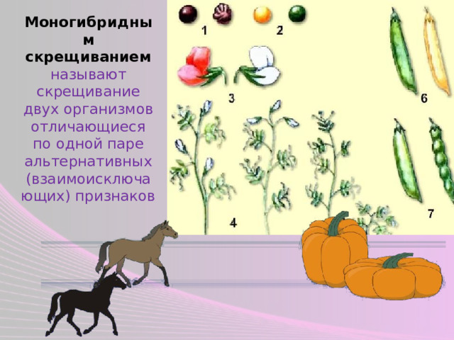 Моногибридным скрещиванием называют скрещивание двух организмов отличающиеся по одной паре альтернативных (взаимоисключающих) признаков 