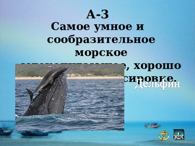 А-3 Самое умное и сообразительное морское млекопитающее, хорошо поддается дрессировке. 