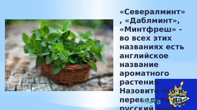 «Севералминт», «Даблминт», «Минтфреш» - во всех этих названиях есть английское название ароматного растения. Назовите его и переведите на русский язык. Мята 