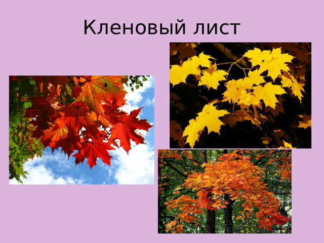 Кленовый лист 