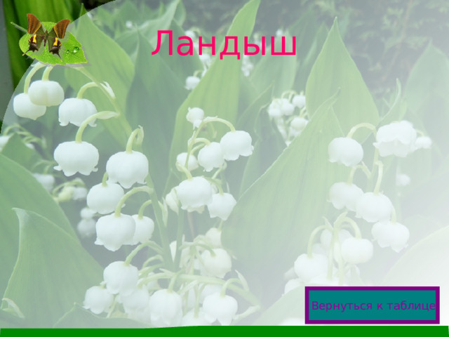 Ландыш Вернуться к таблице  