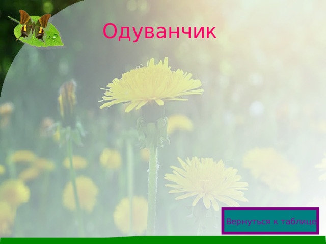 Одуванчик Вернуться к таблице  