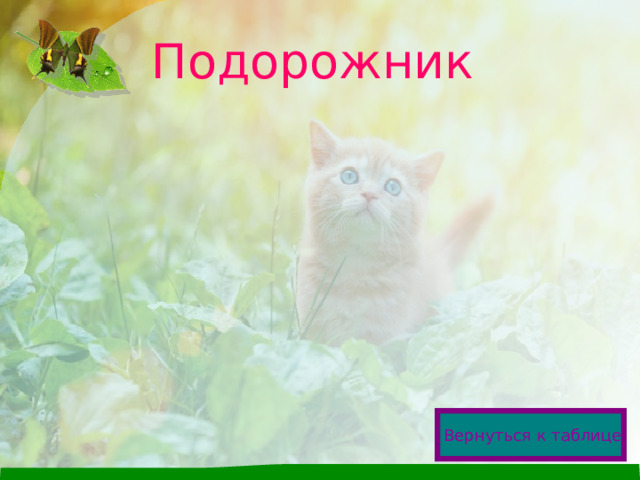Подорожник  Вернуться к таблице  