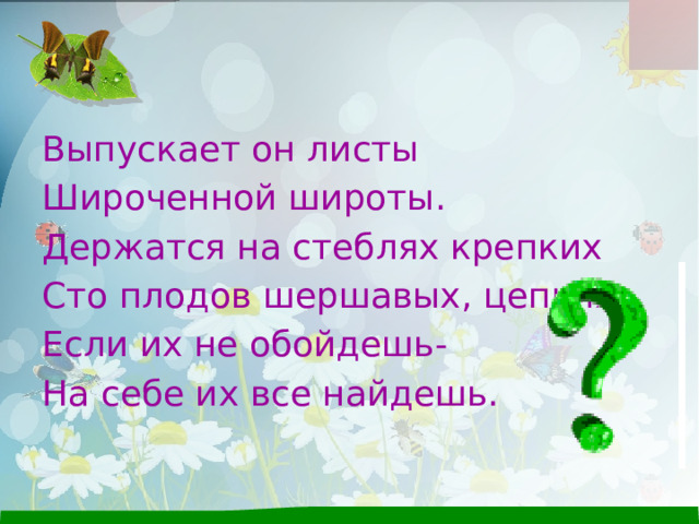 Выпускает он листы Широченной широты. Держатся на стеблях крепких Сто плодов шершавых, цепких: Если их не обойдешь- На себе их все найдешь. 