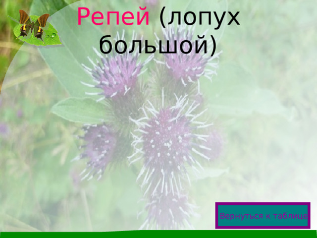 Репей (лопух большой) Вернуться к таблице  