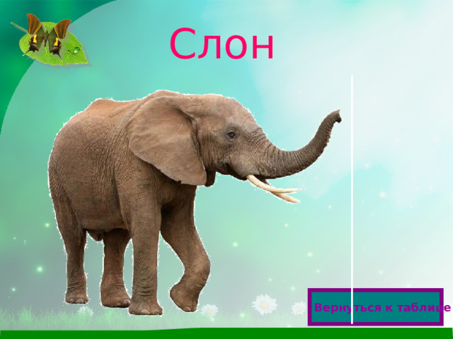 Слон  Вернуться к таблице  