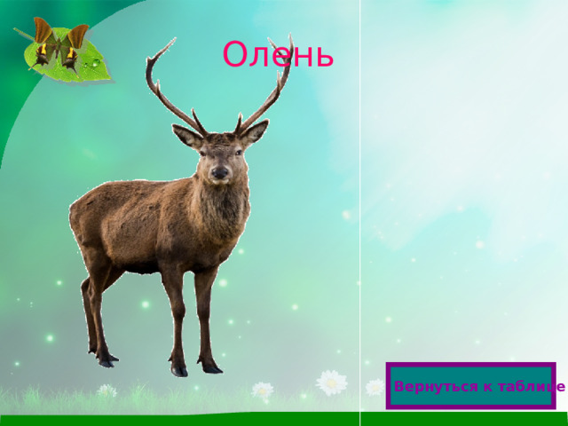 Олень  Вернуться к таблице  