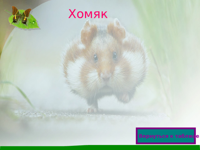 Хомяк  Вернуться к таблице 