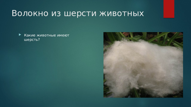 Волокно из шерсти животных Какие животные имеют шерсть? 