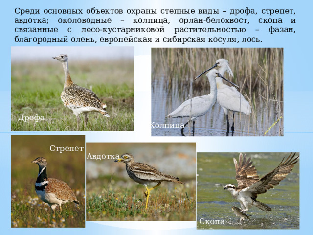 Среди основных объектов охраны степные виды – дрофа, стрепет, авдотка; околоводные – колпица, орлан-белохвост, скопа и связанные с лесо-кустарниковой растительностью – фазан, благородный олень, европейская и сибирская косуля, лось. Дрофа Колпица Стрепет Авдотка Скопа 