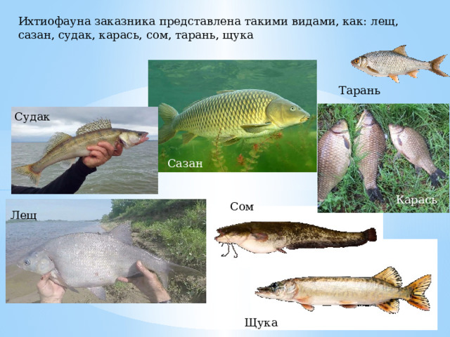 Ихтиофауна заказника представлена такими видами, как: лещ, сазан, судак, карась, сом, тарань, щука Тарань Карась Судак Сазан Карась Сом Лещ Щука 