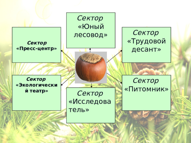 Сектор «Юный лесовод» Сектор  «Трудовой десант»   Сектор «Пресс-центр»  Сектор «Экологический театр»  Сектор  «Питомник» Сектор «Исследователь» 