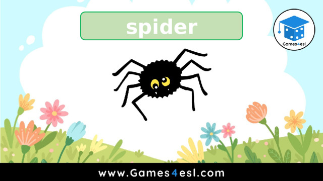 spider 