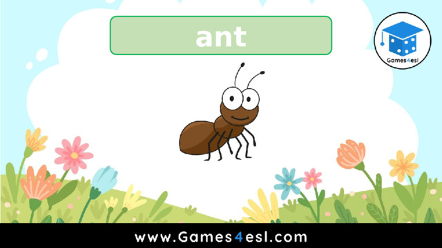 ant 