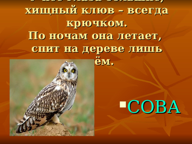 У неё глаза большие, хищный клюв – всегда крючком.  По ночам она летает,  спит на дереве лишь днём. СОВА 