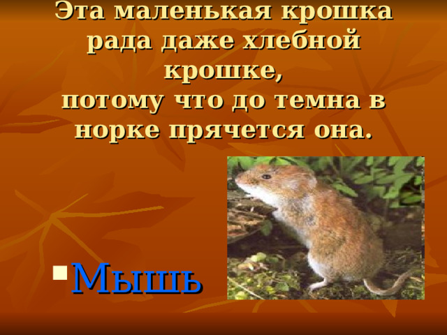 Эта маленькая крошка рада даже хлебной крошке,  потому что до темна в норке прячется она. Мышь 