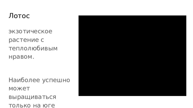 Лотос экзотическое растение с теплолюбивым нравом. Наиболее успешно может выращиваться только на юге страны. 