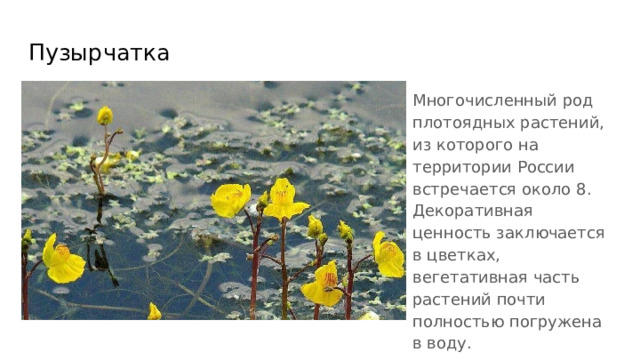 Пузырчатка Многочисленный род плотоядных растений, из которого на территории России встречается около 8. Декоративная ценность заключается в цветках, вегетативная часть растений почти полностью погружена в воду. 