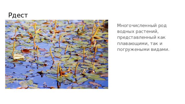 Рдест Многочисленный род водных растений, представленный как плавающими, так и погружеными видами. 