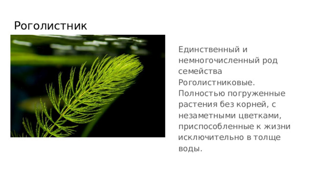 Роголистник Единственный и немногочисленный род семейства Роголистниковые. Полностью погруженные растения без корней, с незаметными цветками, приспособленные к жизни исключительно в толще воды. 