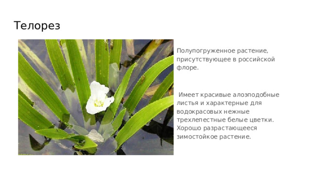 Телорез Полупогруженное растение, присутствующее в российской флоре.  Имеет красивые алоэподобные листья и характерные для водокрасовых нежные трехлепестные белые цветки. Хорошо разрастающееся зимостойкое растение. 