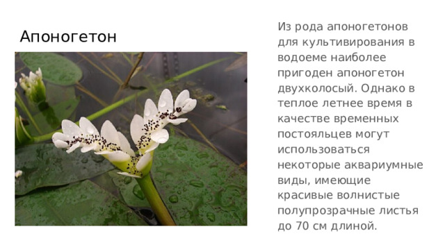 Из рода апоногетонов для культивирования в водоеме наиболее пригоден апоногетон двухколосый. Однако в теплое летнее время в качестве временных постояльцев могут использоваться некоторые аквариумные виды, имеющие красивые волнистые полупрозрачные листья до 70 см длиной. Апоногетон 