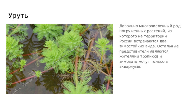 Уруть Довольно многочисленный род погруженных растений, из которого на территории России встречаются два зимостойких вида. Остальные представители являются жителями тропиков и зимовать могут только в аквариуме. 
