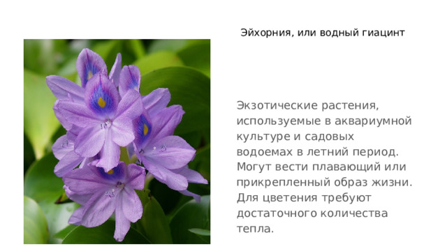 Эйхорния, или водный гиацинт Экзотические растения, используемые в аквариумной культуре и садовых водоемах в летний период. Могут вести плавающий или прикрепленный образ жизни. Для цветения требуют достаточного количества тепла. 
