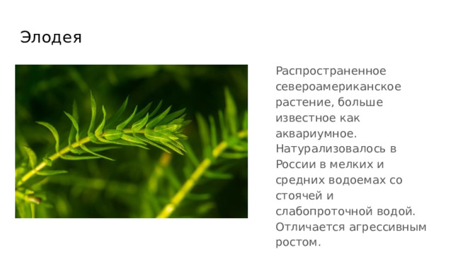 Элодея Распространенное североамериканское растение, больше известное как аквариумное. Натурализовалось в России в мелких и средних водоемах со стоячей и слабопроточной водой. Отличается агрессивным ростом. 