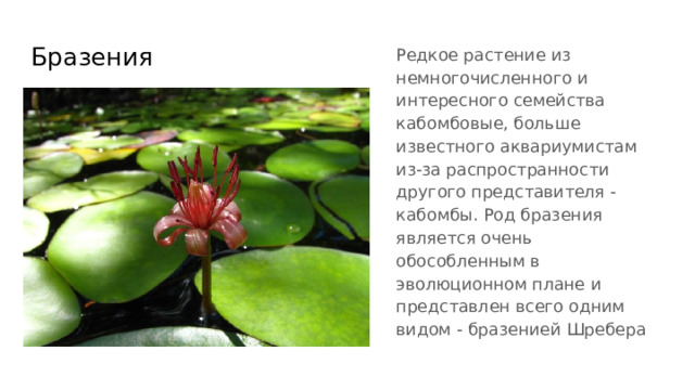 Бразения Редкое растение из немногочисленного и интересного семейства кабомбовые, больше известного аквариумистам из-за распространности другого представителя - кабомбы. Род бразения является очень обособленным в эволюционном плане и представлен всего одним видом - бразенией Шребера 