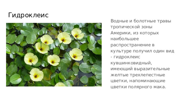 Гидроклеис Водные и болотные травы тропической зоны Америки, из которых наибольшее распространение в культуре получил один вид - гидроклеис кувшинковидный, имеющий выразительные желтые трехлепестные цветки, напоминающие цветки полярного мака. 