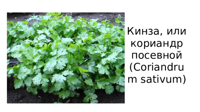 Кинза, или кориандр посевной (Coriandrum sativum) 