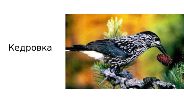 Кедровка 