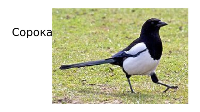 Сорока 