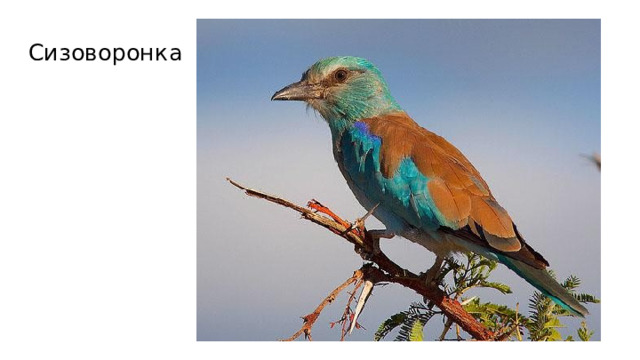 Сизоворонка 