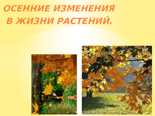 Осенние изменения  в жизни растений. 