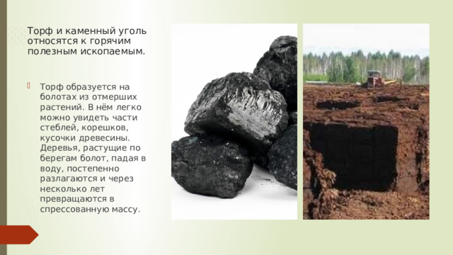 Торф и каменный уголь относятся к горячим полезным ископаемым. Торф образуется на болотах из отмерших растений. В нём легко можно увидеть части стеблей, корешков, кусочки древесины. Деревья, растущие по берегам болот, падая в воду, постепенно разлагаются и через несколько лет превращаются в спрессованную массу. 