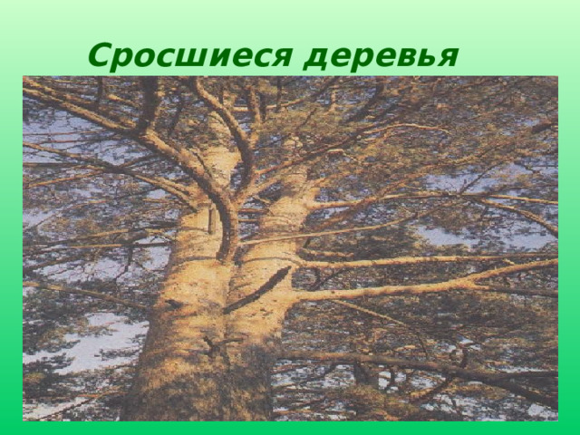 Сросшиеся деревья Провести сравнение текста сказки-были и фотографии. Найти общее и отличительное. 16 