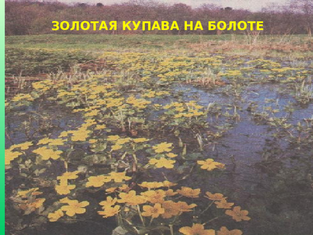 ЗОЛОТАЯ КУПАВА НА БОЛОТЕ 16 