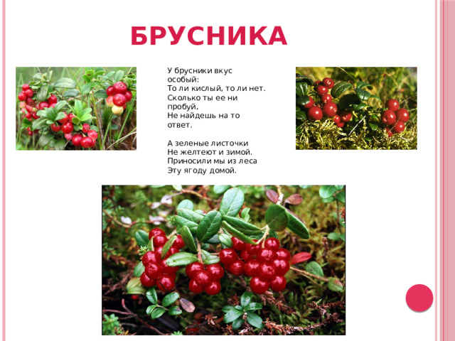 БРУСНИКА У брусники вкус особый: То ли кислый, то ли нет. Сколько ты ее ни пробуй, Не найдешь на то ответ. А зеленые листочки Не желтеют и зимой. Приносили мы из леса Эту ягоду домой. Брусника. А. Богдарин 