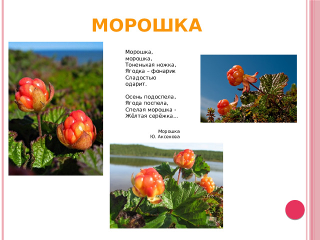 МОРОШКА Морошка, морошка, Тоненькая ножка, Ягодка – фонарик Сладостью одарит. Осень подоспела, Ягода поспела, Спелая морошка - Жёлтая серёжка… Морошка Ю. Аксенова 