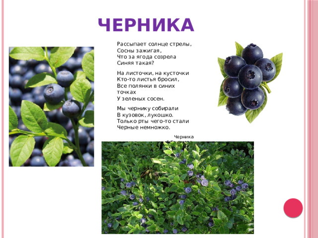 ЧЕРНИКА Рассыпает солнце стрелы, Сосны зажигая, Что за ягода созрела Синяя такая? На листочки, на кусточки Кто-то листья бросил, Все полянки в синих точках У зеленых сосен. Мы чернику собирали В кузовок, лукошко. Только рты чего-то стали Черные немножко. Черника Е.Трутнева 