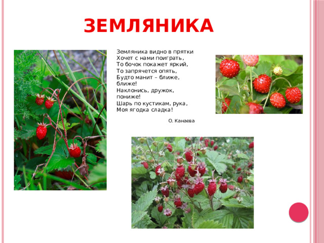 ЗЕМЛЯНИКА Земляника видно в прятки Хочет с нами поиграть, То бочок покажет яркий, То запрячется опять, Будто манит – ближе, ближе! Наклонись, дружок, пониже! Шарь по кустикам, рука, Моя ягодка сладка! О. Канаева 