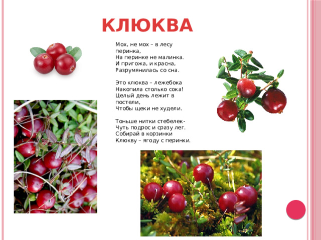 КЛЮКВА Мох, не мох – в лесу перинка, На перинке не малинка. И пригожа, и красна, Разрумянилась со сна. Это клюква – лежебока Накопила столько сока! Целый день лежит в постели, Чтобы щеки не худели. Тоньше нитки стебелек- Чуть подрос и сразу лег. Собирай в корзинки Клюкву – ягоду с перинки.  Клюква Е. Трутнева 