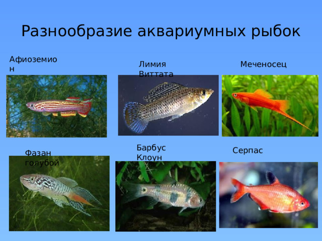 Разнообразие аквариумных рыбок Афиоземион Лимия Виттата Меченосец Барбус Клоун Серпас Фазан голубой 